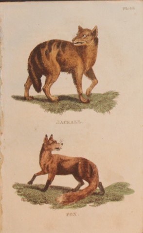 Brightly - Engraving of a Jackal and a Fox 1811