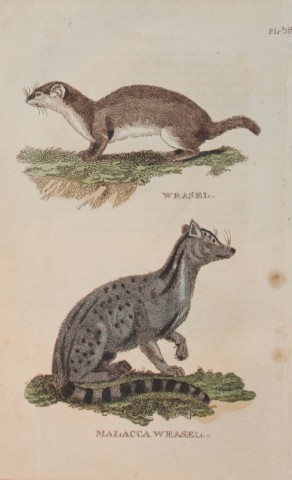 Brightly - Engraving of a Weasel and a Malacca Weasel 1811