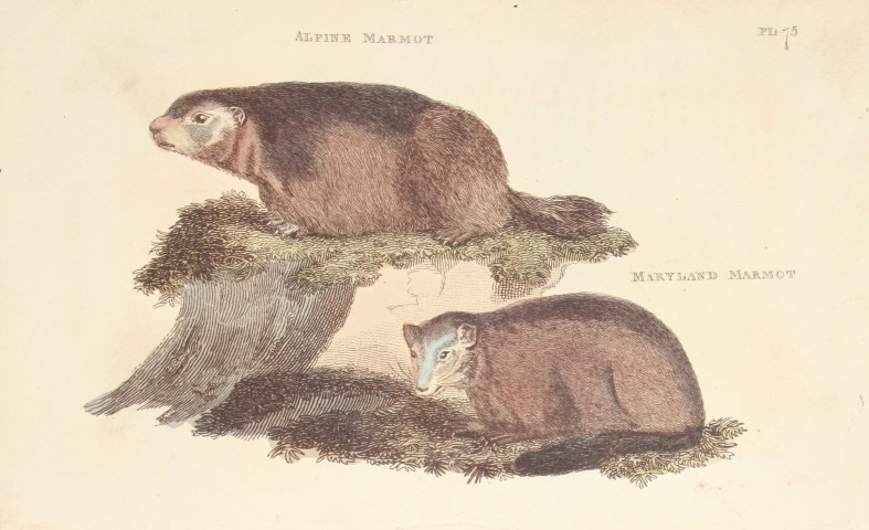 Brightly - Engraving of an Alpine Marmot and Maryland Marmot 1811