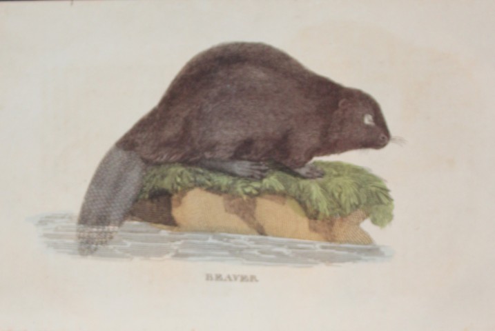 Brightly - Engraving of a Beaver 1811