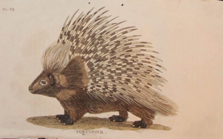 Brightly - Engraving of a Porcupine 1811