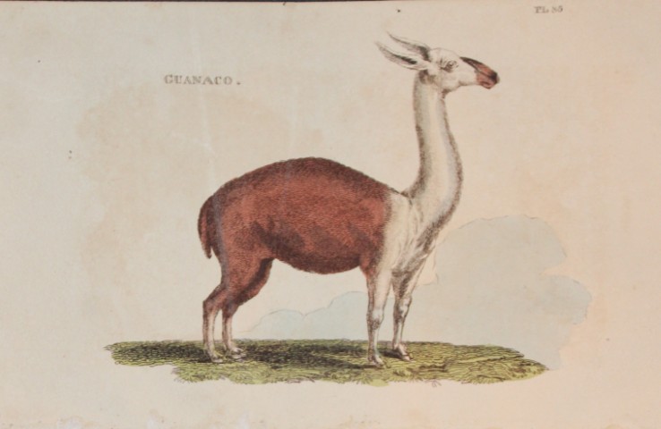 Brightly - Engraving of a Guanaco 1811