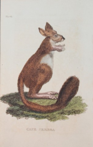 Brightly - Engraving of a Cape Jerboa 1811