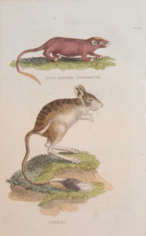 Brightly - Engraving of a Gilt Tailed Dormouse and Jerboa 1811