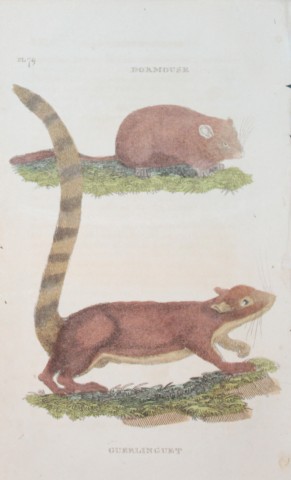 Brightly - Engraving of a Dormouse and Guerlinguet 1811