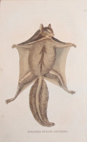 Brightly - Engraving of a Hooded Flying Squirrel 1811