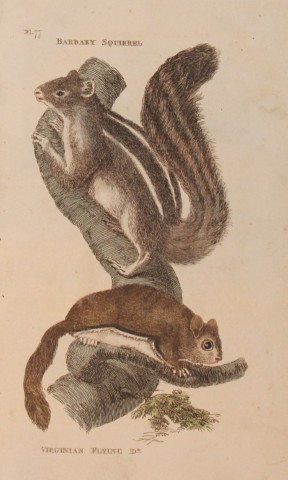 Brightly - Engraving of Barbary and Virginian Flying Squirrels  1811