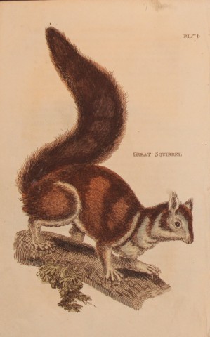 Brightly - Engraving of a Great Squirrel 1811