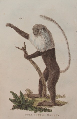 Brightly - Engraving of a Full Bottom Monkey 1811