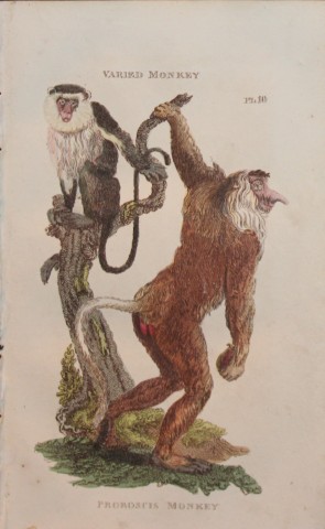 Brightly - Engraving of Varied and Proboscis Monkeys 1811