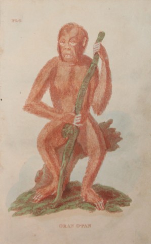 Brightly - Engraving of an Orang Utan 1811
