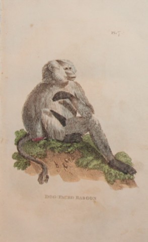 Brightly - Engraving of a Dog Faced Baboon 1811