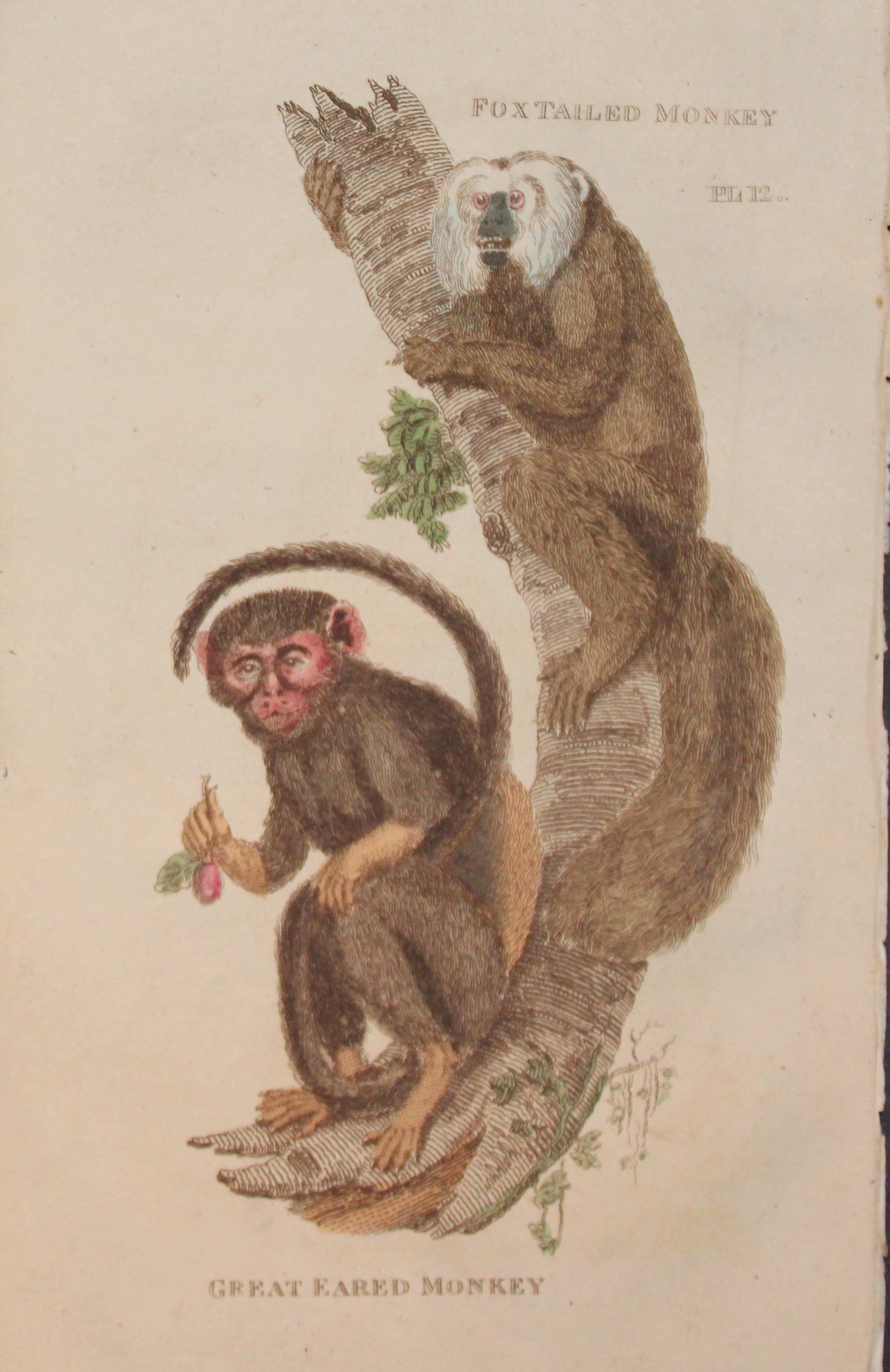 Brightly - Engraving of Fox Tailed and Great Eared Monkeys 1811