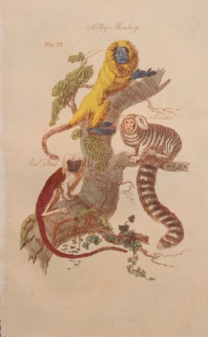 Brightly - Engraving of Silky, Striated and Red Tail Monkeys 1811