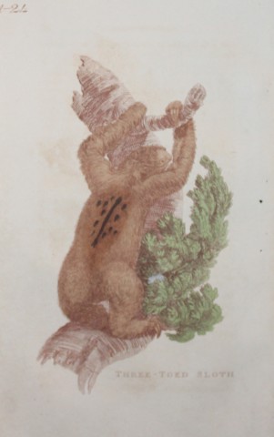 Brightly - Engraving of a Three Toed Sloth 1811