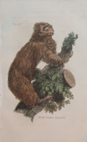 Brightly - Engraving of a Two Toed Sloth 1811
