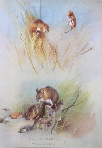 A Thorburn - Print of Harvest and Wood Mice  1920