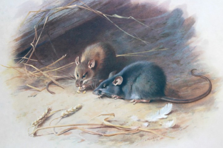A Thorburn - Print of Alexandrine and Black Rats 1920
