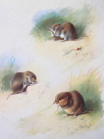 A Thorburn - Print of Field, Bank and Orkney Voles 1920