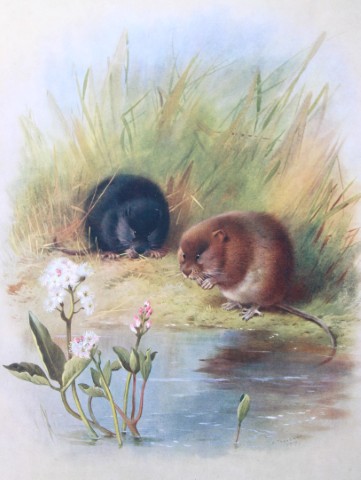 A Thorburn - Print of Water Voles 1920