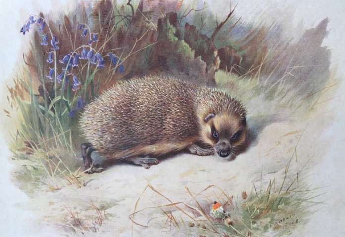 A Thorburn - Print of Hedgehog 1920