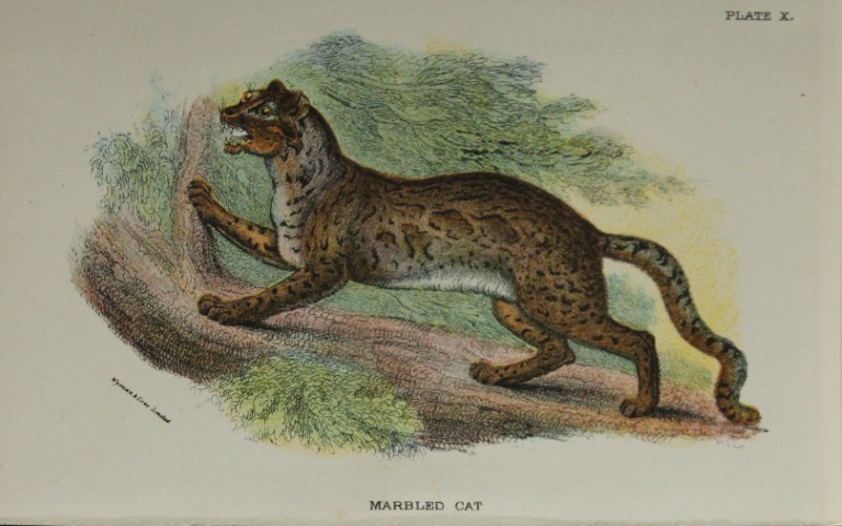 Richard Lydekker - Marbled Cat 1896