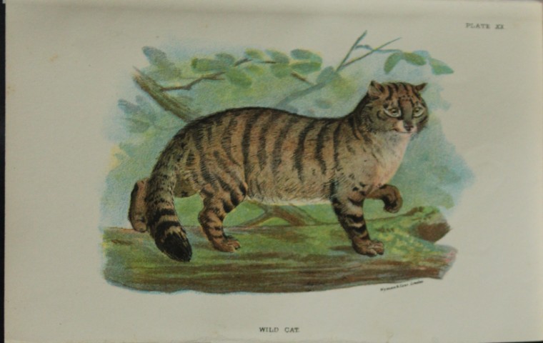 Richard Lydekker - Wild Cat 1896