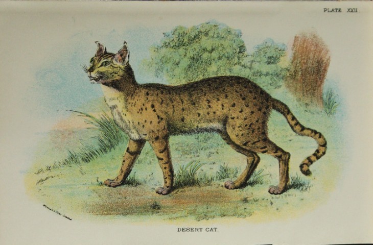 Richard Lydekker - Desert Cat 1896