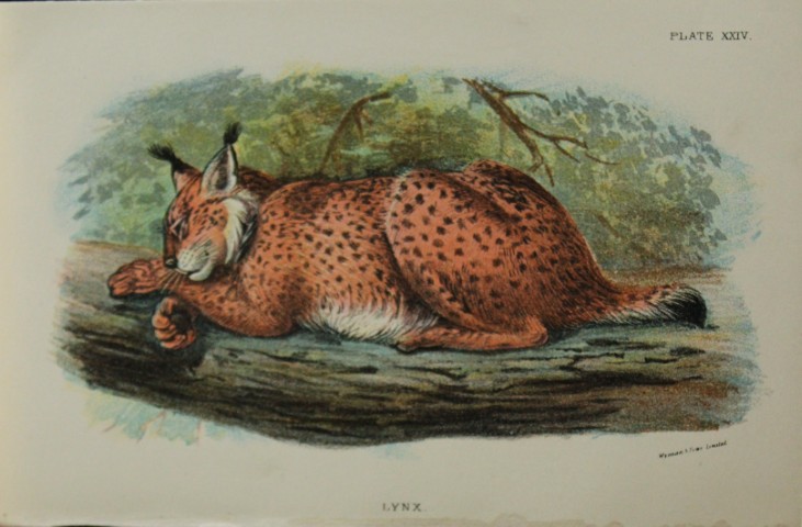 Richard Lydekker - Lynx 1896