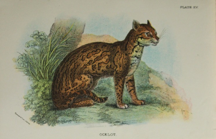 Richard Lydekker - Ocelot 1896