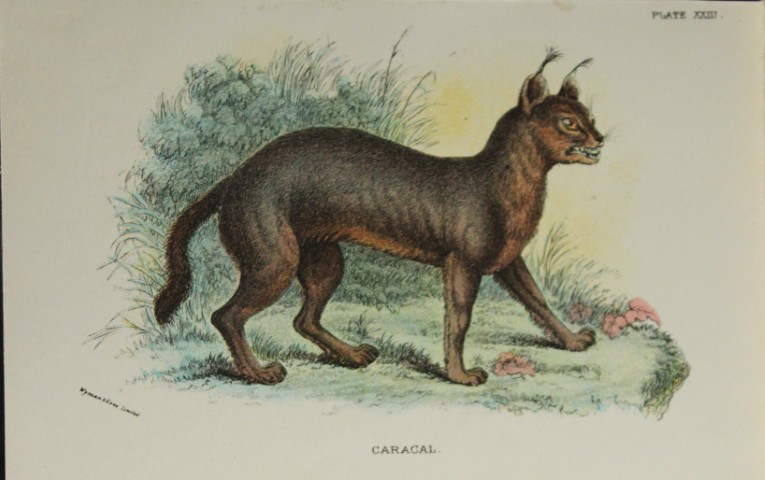 Richard Lydekker - Caracal 1896