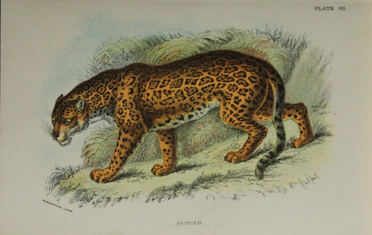 Richard Lydekker - Jaguar 1896