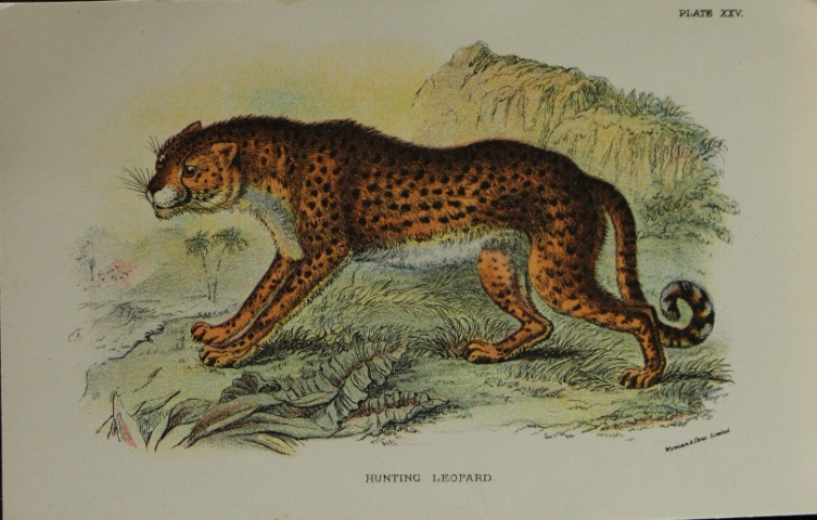 Richard Lydekker - Hunting Leopard 1896
