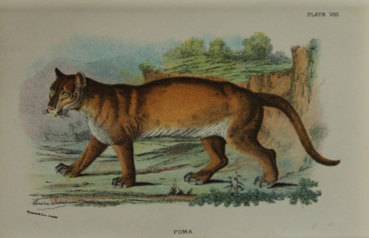 Richard Lydekker - Puma 1896