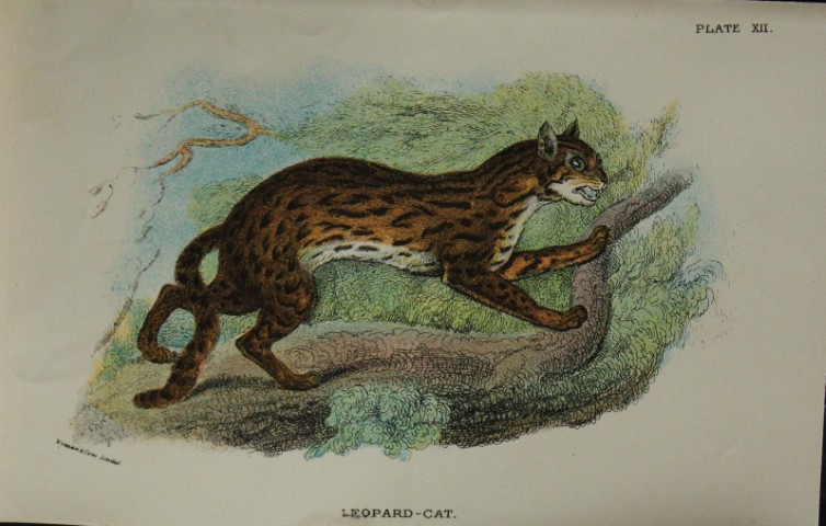 Richard Lydekker - Leopard-Cat 1896