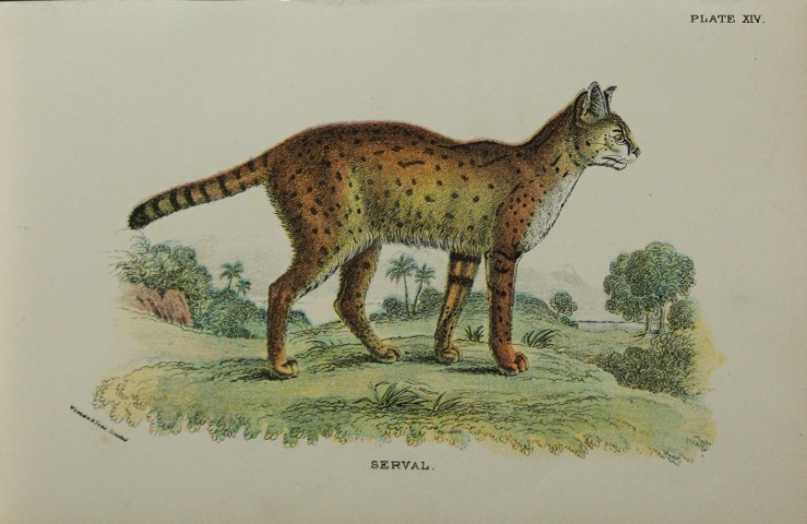 Richard Lydekker - Serval 1896