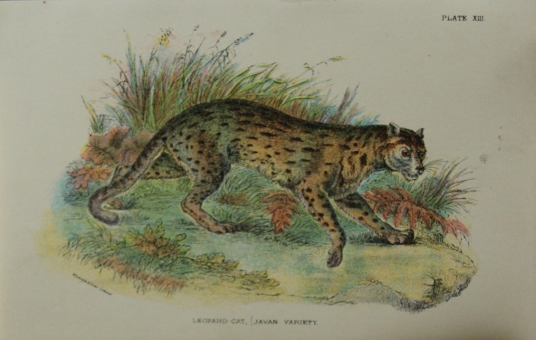 Richard Lydekker - Javan Leopard-Cat 1896