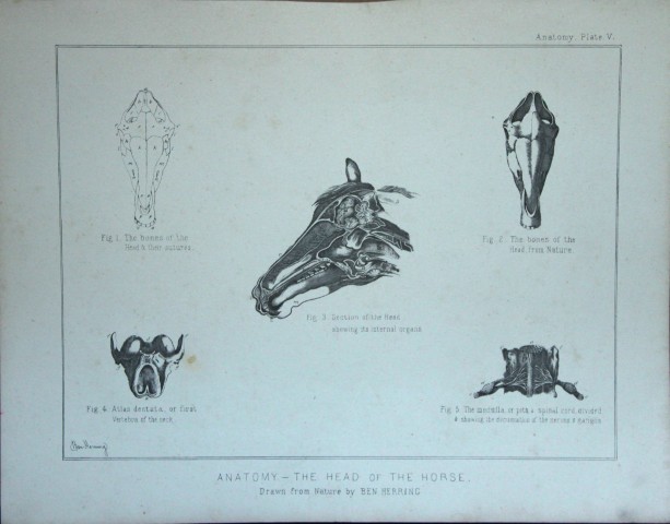 Benjamin Herring - Lithograph of  Anatomy of the Horse's Head 1895