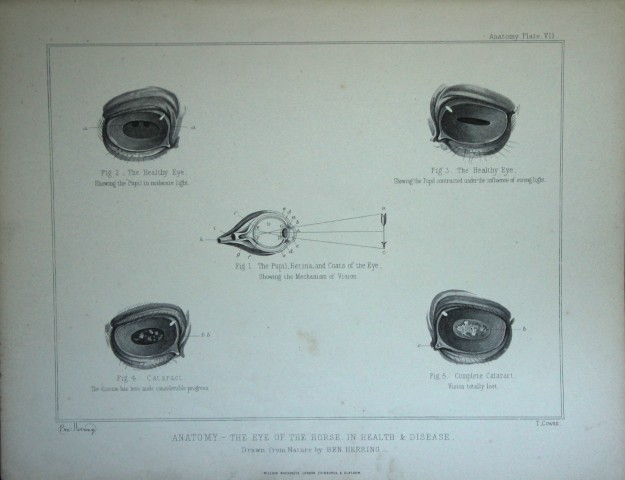 Benjamin Herring - Lithograph of  Anatomy of the Horse's Eye 1895