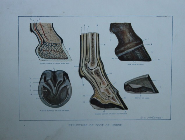 Benjamin Herring - Lithograph of  the Structure of Foot of Horse  1895