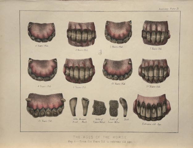 Benjamin Herring - Lithograph of the Ages  of the Horse 1895