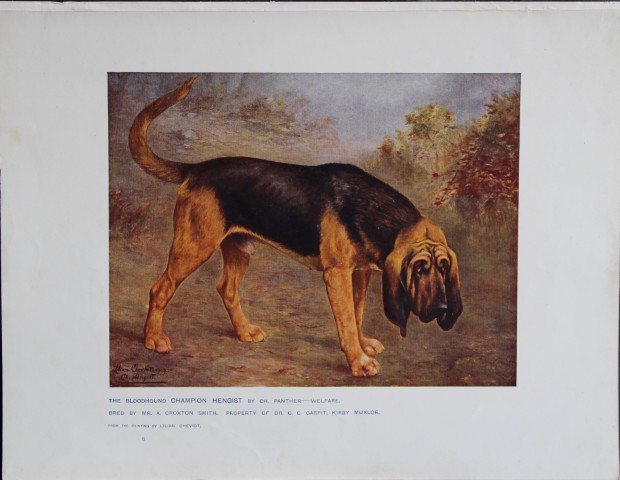 Chromolithograph of a Bloodhound after Lilian Cheviot 1907