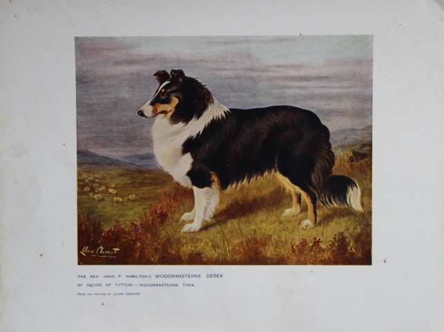 Chromolithograph of a Sheep Dog after Lilian Cheviot 1907