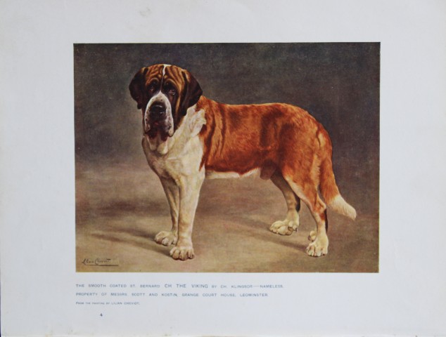 Chromolithograph of a St Bernard after Lilian Cheviot 1907