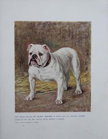 Chromolithograph of a Bulldog after Frances Fairman 1907