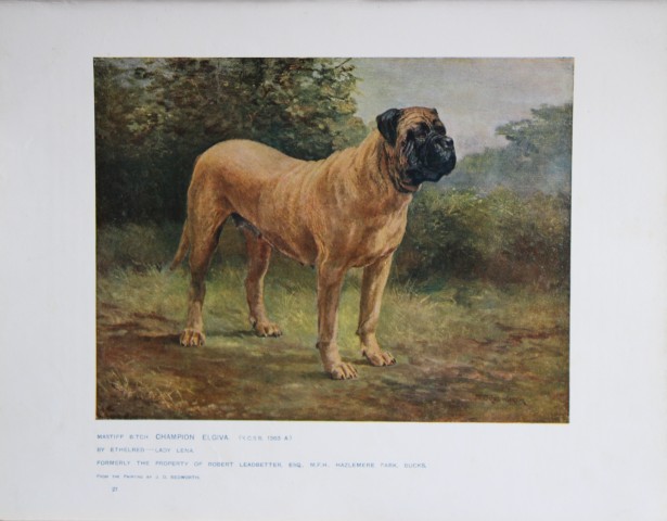 Chromolithograph of a Mastiff after J Bedworth 1907