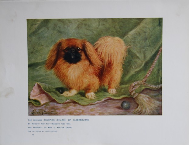 Chromolithograph of a Pekinese after Lilian Cheviot 1907