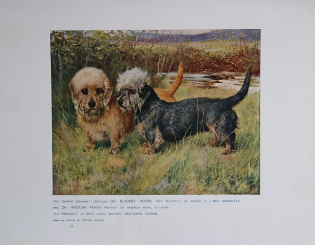 Chromolithograph of Dandie Dinmont Terriers after Arthur Wardle 1907