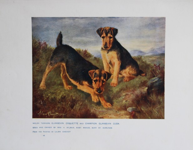Chromolithograph of Welsh Terriers after Lilian Cheviot 1907