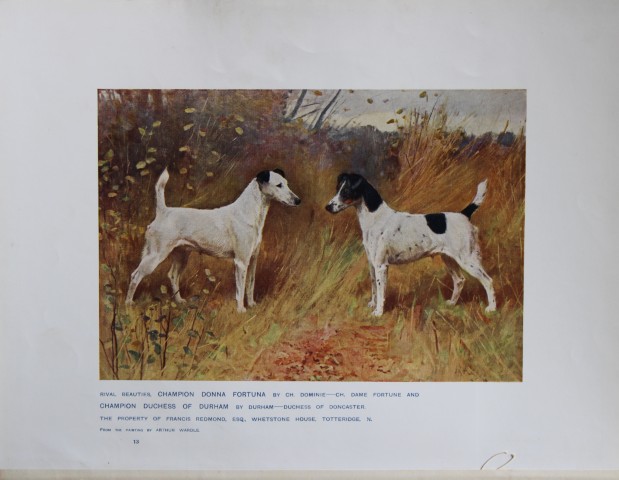 Chromolithograph of Fox Terriers after Arthur Wardle 1907